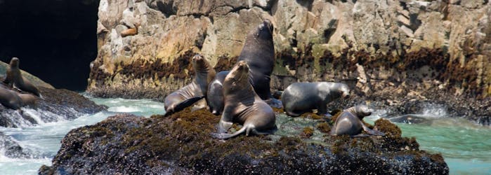 Palomino Islands boat tour and swim with sea lions